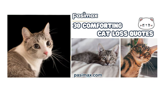 30 COMFORTING CAT LOSS QUOTES TO HONOR YOUR BELOVED FELINE-Pasimax