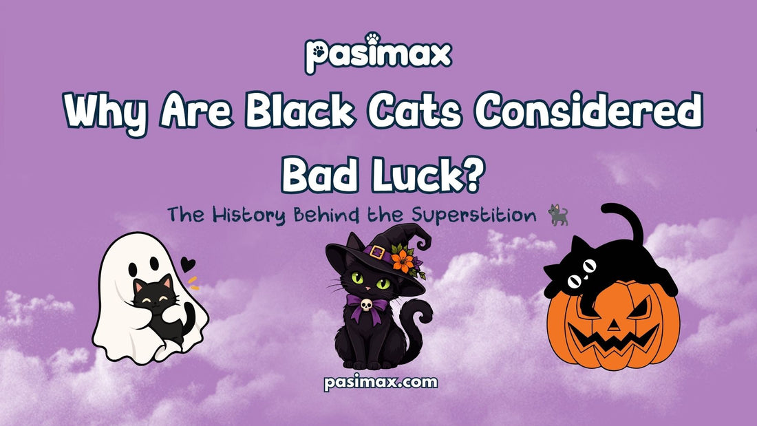 Black cat beside pumpkins representing Halloween black cat folklore