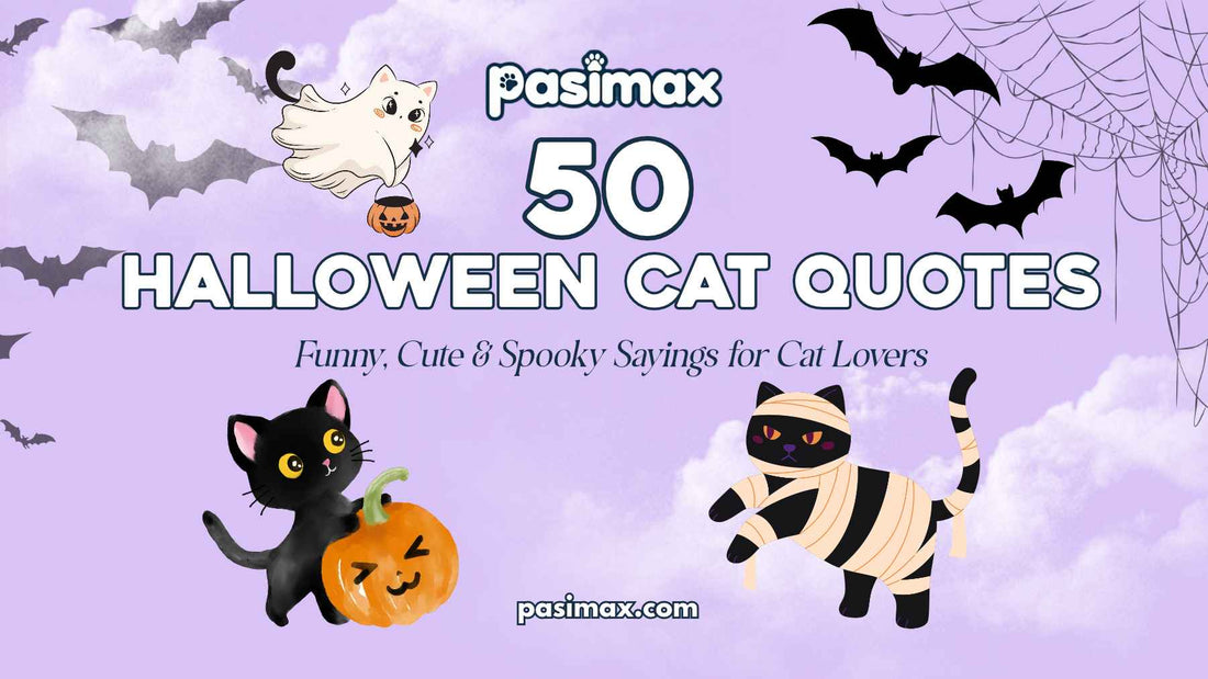 Cute cat beside pumpkins for Halloween Cat Quotes