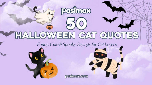Cute cat beside pumpkins for Halloween Cat Quotes