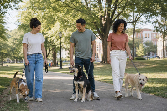 Dog lovers walking three mixed-breed dogs in a leafy park on National Dog Day