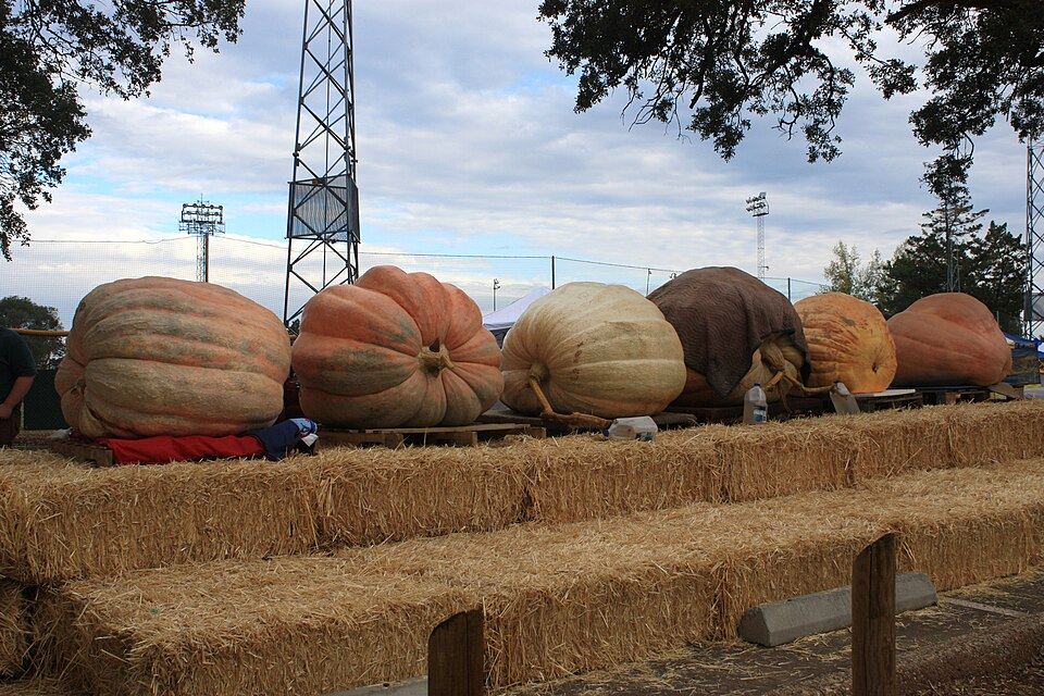 Giant pumpkins lined up behind hay bales at the 2008 Auburn Community Festival